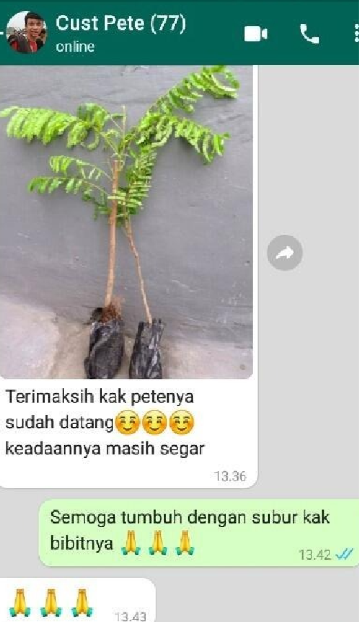 petai 10