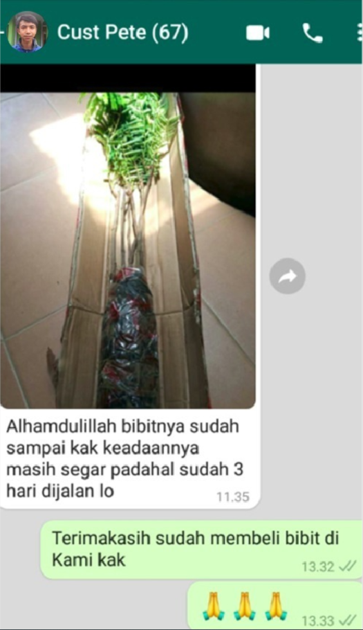 petai 11