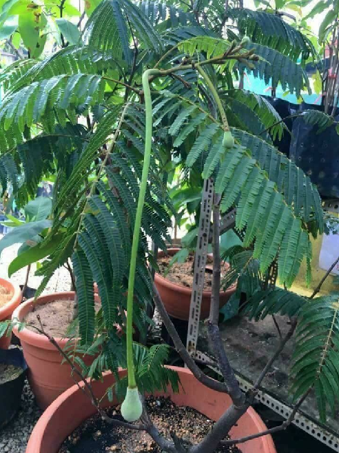 petai 7